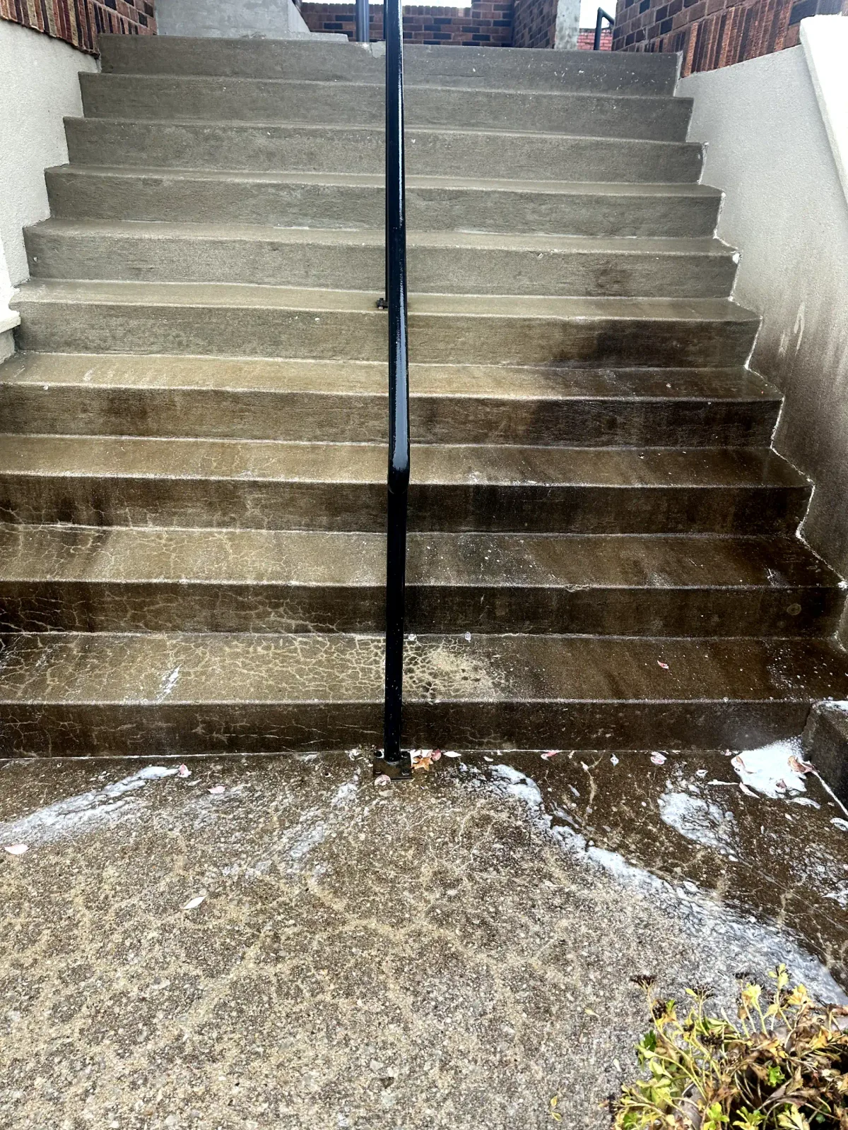 Removal of algae, moss, lichen, and black streaks